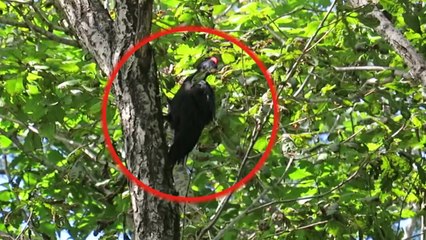 천연기념물 서식지 훼손...방지 장치 허술 / YTN