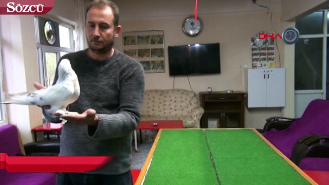 Güvercinine karşılık otomobil teklifini reddetti, 100 bin lira istiyor