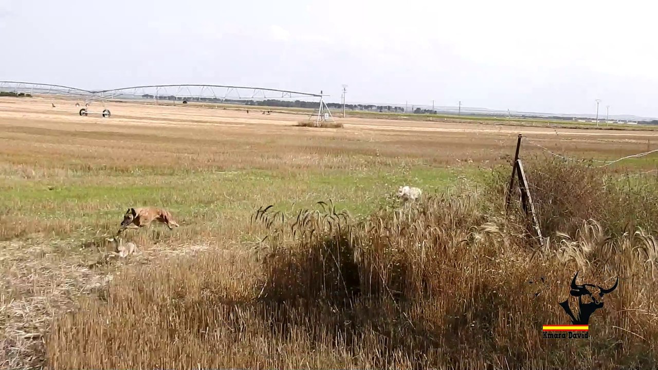 Greyhound vs hare two failed races, champion hares