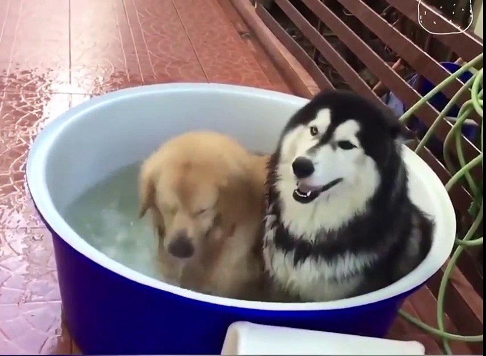 There are two kinds of dogs