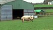 Rescue sow and her six piglets explore their forever home