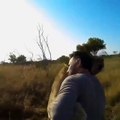 A lion recognizes his dad, the Lion Whisperer
