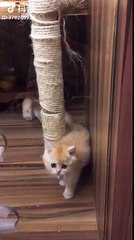 Please like me. Please take me. - aww