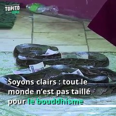 Un temple bouddhiste rempli de serpents, ça vous dit ? C'est au Myanmar, et c'est sympa :
