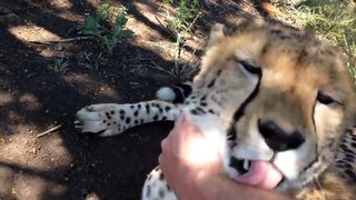 Cheetahs are actually quite friendly and docile compared to other wild cats as their evolution has primed them for speed rather than power in direct combat.