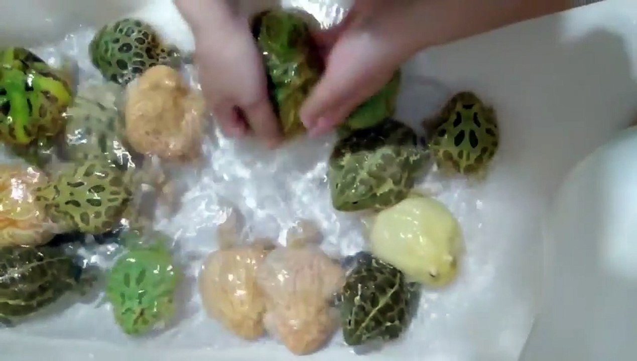 Time to wash my .... frogs