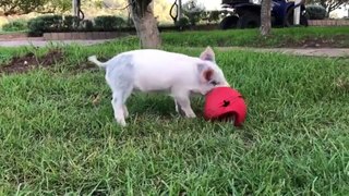 Bubbles playing with his ball