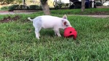 Bubbles playing with his ball