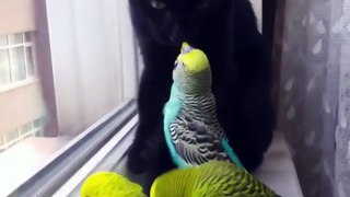 Kitty and birbs get along well