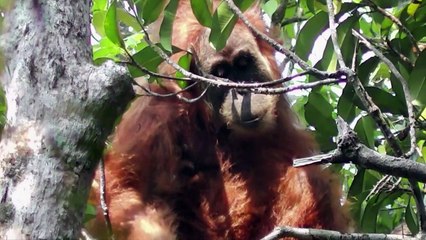 مشروع سد كهرمائي ممول من الصين يهدد فصيلة قردة نادرة في إندونيسيا