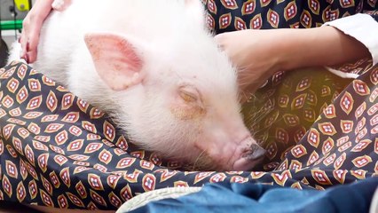 名前決定！子豚との1日に密着！【ペット】