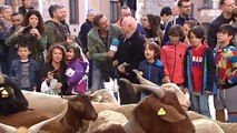 Las ovejas invaden las calles de Madrid