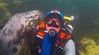 Sea puppy wants cuddles - aww