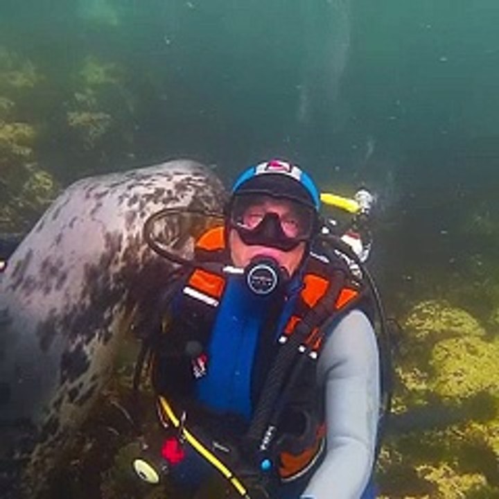 Sea puppy wants cuddles - aww