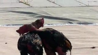 When two roosters meet, what will happen? Fighting most likely. Gamecocks fighting, a traditional sport in China's #Xinjiang.
