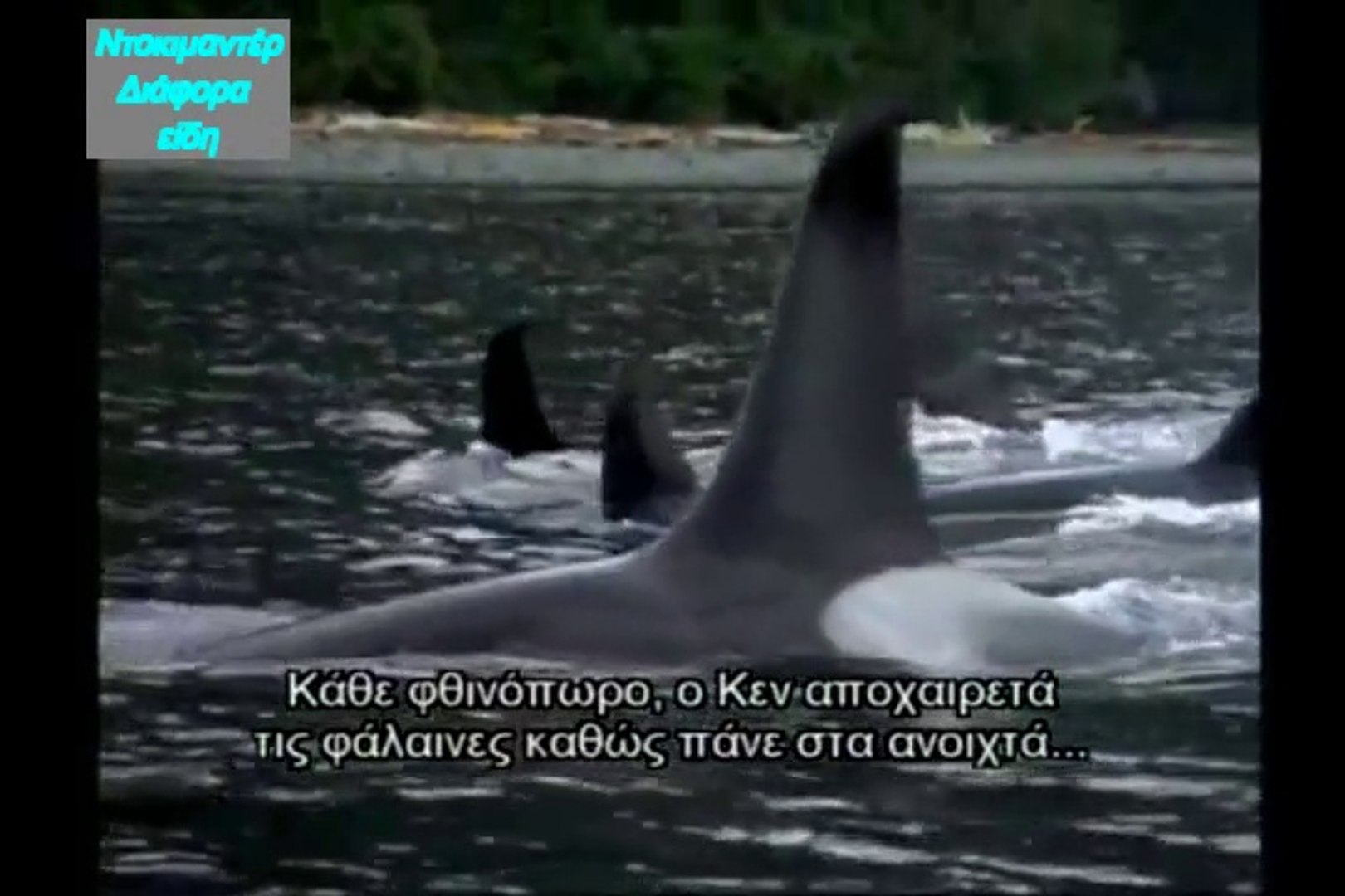 ⁣WHALE THE SMART HUNTER (GREEK SUBS)