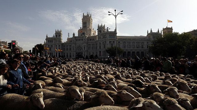 По традиции по улицам Мадрида прогнали 2 тысячи овец