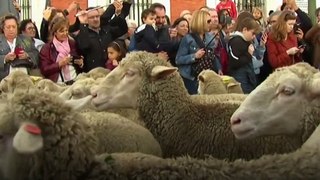 Thousands of sheep take over Maaaadrid