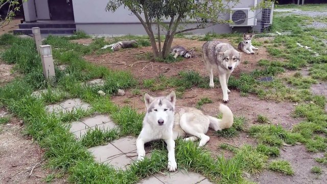 Qui a dit que les loups étaient des bêtes féroces....