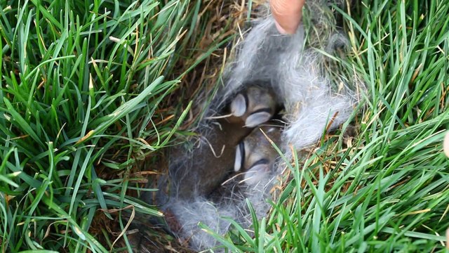 Ce qu'il va trouver cacher dans son gazon est magnifique... regardez