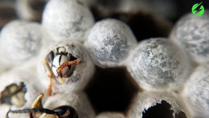 Vous allez assister à la naissance d'une guêpe