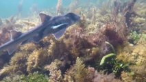 Des plongeurs attrapent un petit requin pour lui retirer un bout de plastique... Beau geste