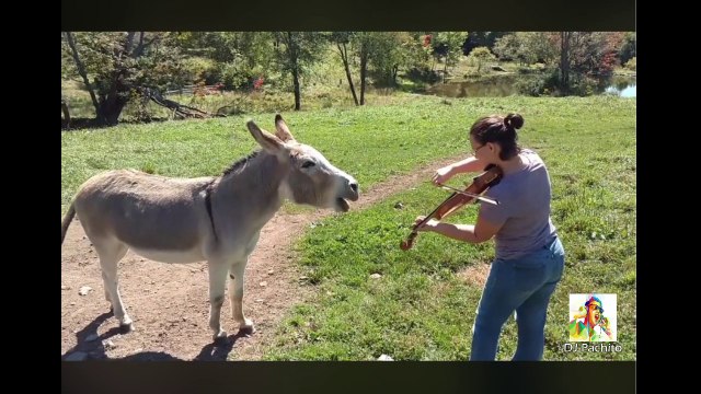 Miren Que Belleza De La Naturaleza Hasta El Burro Canta ( Look What Beauty Of Nature Until El Burro Canta