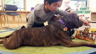 LIVE: This rescued pittie is helping these kids feel confident while they read and it's the SWEETEST thing