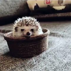 Cute Hedgehog sitting in his plate in the living room