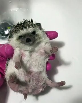 Hedgehog after some cleaning with hot water