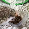 Hedgehog loves to eat some chocolate bars in breakfast