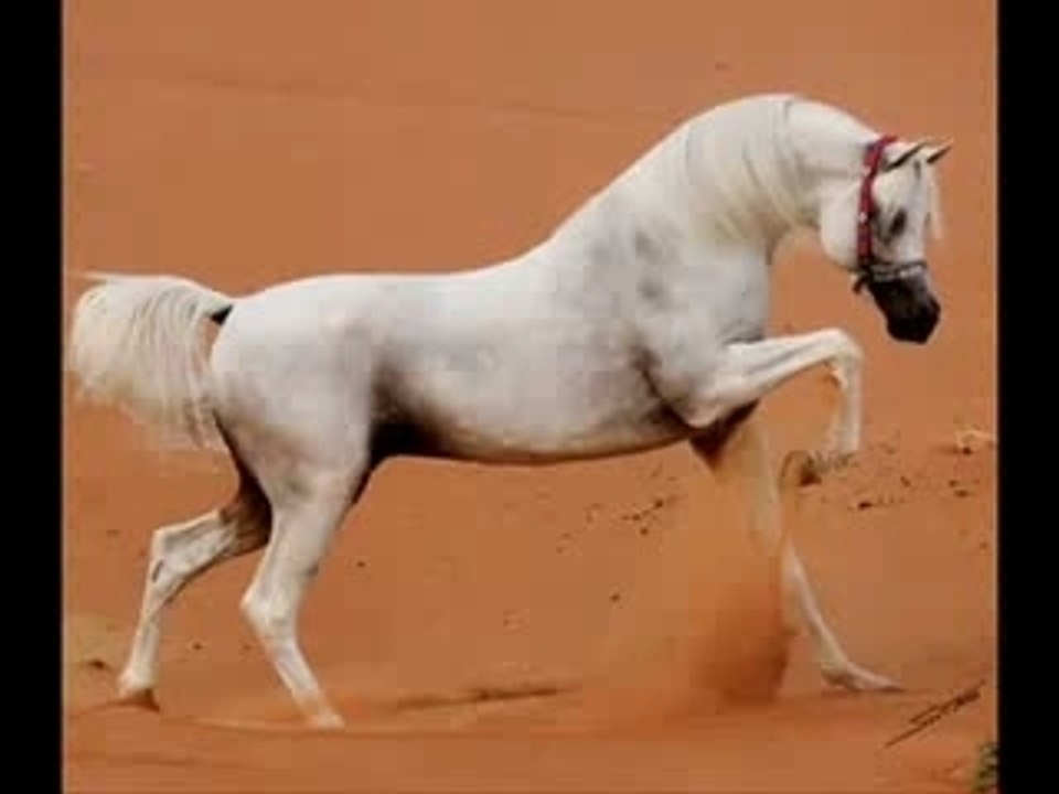 Pur sang arabe (1)