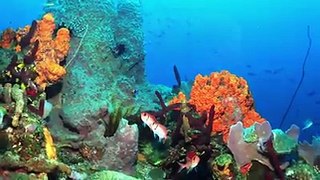 Curious about our world-class underwater sites following Hurricane Maria? Due to their depth the majority of sites escaped undamaged and are just as  beautiful