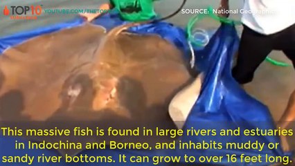 TOP 10 Giant Dinosaur-Like Animals That Actually Still Exist : Shark, spider crab...