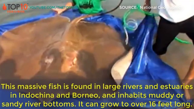 TOP 10 Giant Dinosaur-Like Animals That Actually Still Exist : Shark, spider crab...