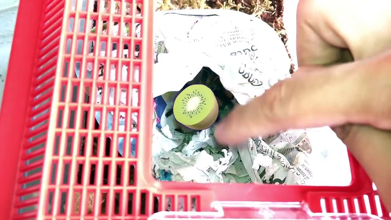 Unboxing a *pooping* TARANTULA !!! (with a chopstick!)
