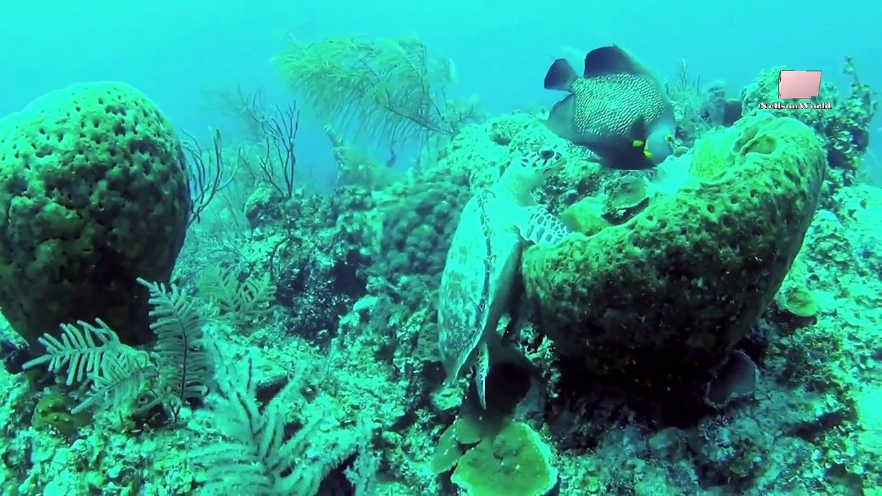 Карибские острова- Погружение с акулами