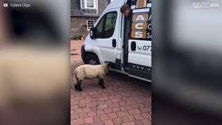 Worker is chased by a sheep