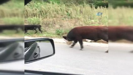 İneklere Yapılan İşkence Gibi Uygulama Görenleri Şoke Etti