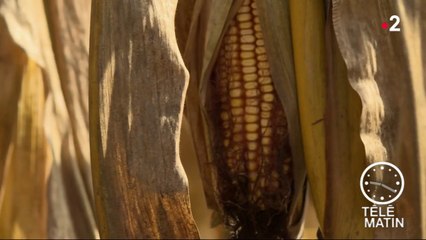 Conso - Maïs, la récolte