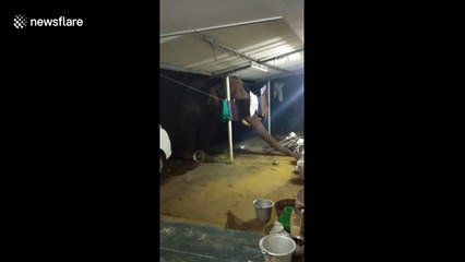 Brazen wild elephant steals rice from Indian village home