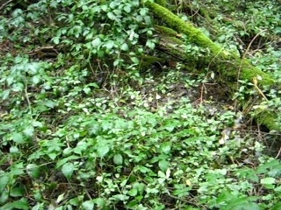 Corbillon (1)