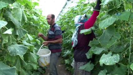 Yılda 1 milyon 750 bin ton salatılık üretiyor, doğunun ihtiyacının karşılıyor