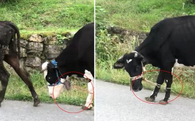 Hayvanlara Yürek Burkan Eziyet