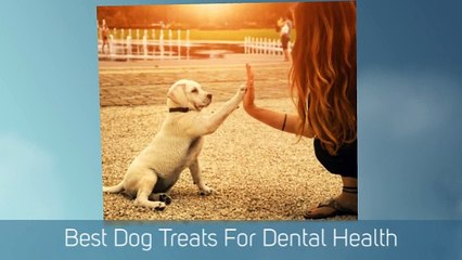 Premium Dog Food Reviews