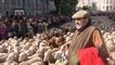 Thousands of sheep herded through Madrid to mark annual festival