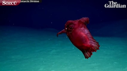 Başşız tavuk canavarı ilk kez kamerada