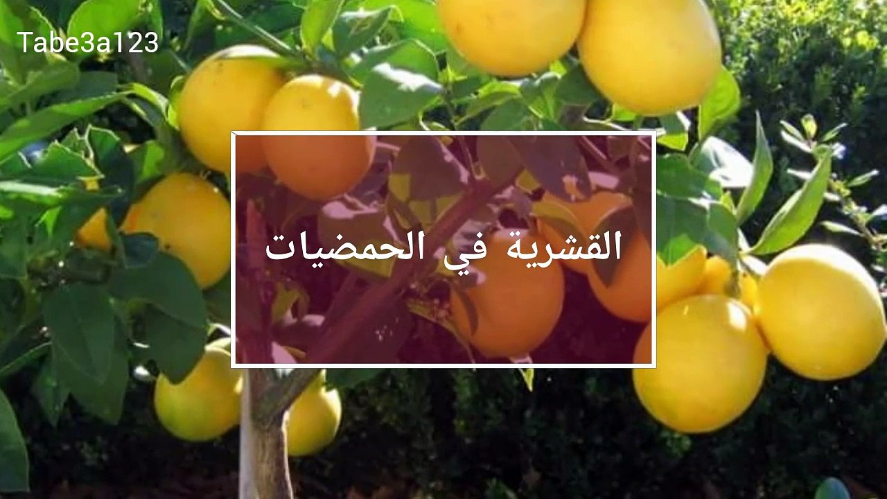 افة القشرية في اشجار الحمضيات "الموالح