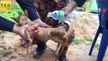 Cat rescued from landslide put to sleep