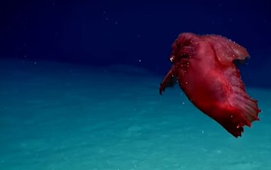 "Başsız Tavuk Canavarı" Lakaplı Deniz Yaratığı Güney Okyanusu'nda İlk Kez Görüntülendi